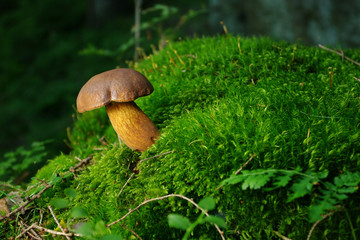 Mushroom on the moss