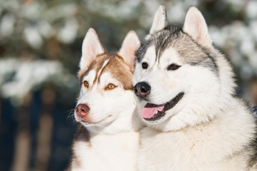 pair of siberian husky at winter