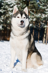 Siberian husky portrait at winter