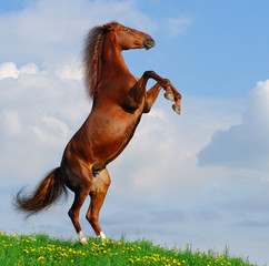 Sorrel horse rear