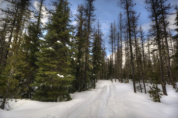 Winter trail through the woods