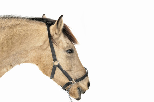 Pferd