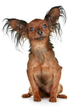 Russian  long-haired toy terrier breed dog