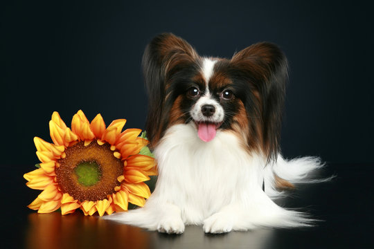 Papillon breed dog with sunflower