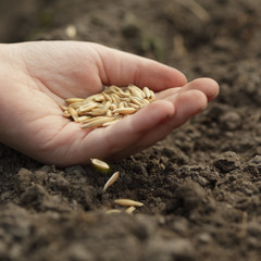 seed in hand