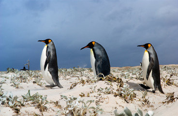 Fototapeta na wymiar Trzy King Penguins