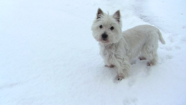 Westi im Schnee
