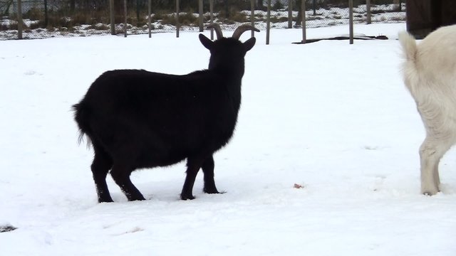 Ziegen