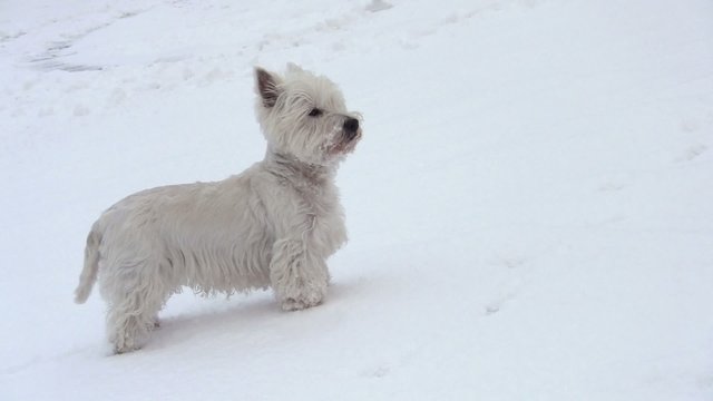 Westi im Schnee
