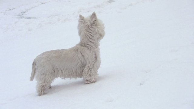 Westi im Schnee