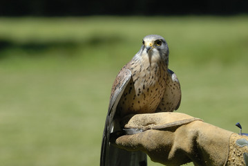 Falke