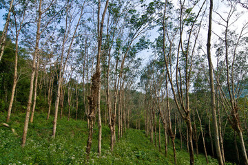Fototapeta premium rubber tree plantation in Thailand
