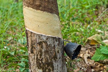 rubber tree plantation in Thailand