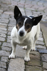 Jack Russell Terrier