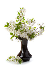 Bouquet of cherry blossoms