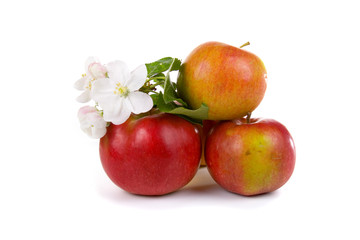 Ripe red apples and apple-tree blossoms
