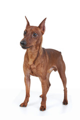 Miniature Pinscher.
