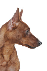 Miniature Pinscher.