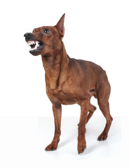 Miniature Pinscher.