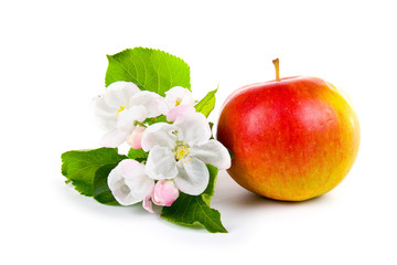 Ripe red apple and apple-tree blossoms
