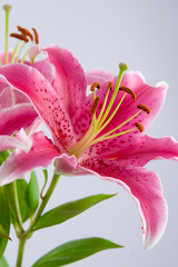 Pink lily