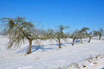 rangée de pommiers dans un paysage hivernal