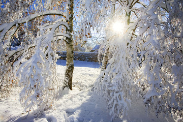 france,78,vall&eacute;e de chevreuse : jardin sous la neige
