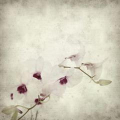 textured old paper background with dendrobium orchid