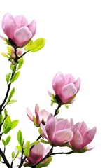 Fotobehang Magnolia Lente magnoliaboom bloeit