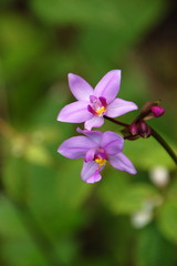 Fototapeta na wymiar Orchidée sauvage
