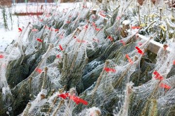 Weihnachtsbaumverkauf