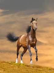 Obraz na płótnie Canvas horse runs in sunset