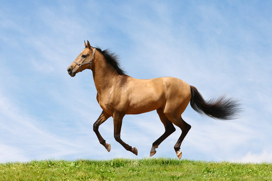 horse runs