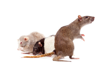 Rat's family