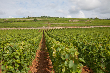Fototapeta na wymiar vinyard in Burgundy, France