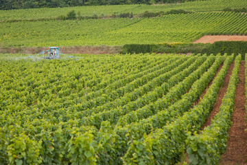 vinyard in Burgundy, France