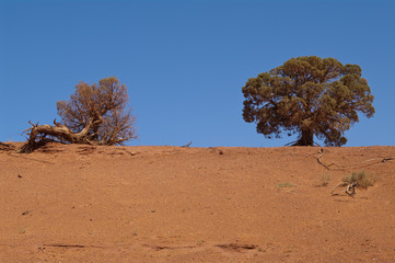Desert trees