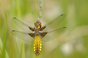 dragonfly