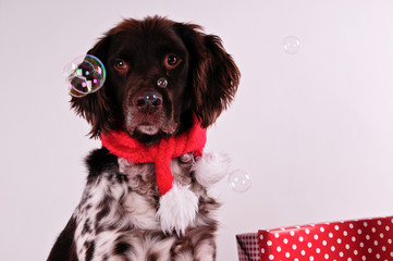 Münsterländer, Hund, Weihnachten