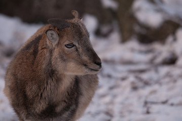 Mufflons im Winter
