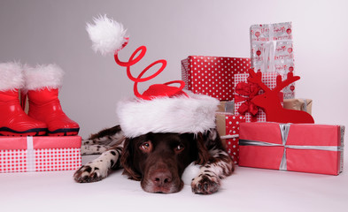 Münsterländer, Hund, Weihnachten