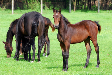 horse brown foal on pasture
