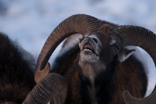 Mufflons im Winter