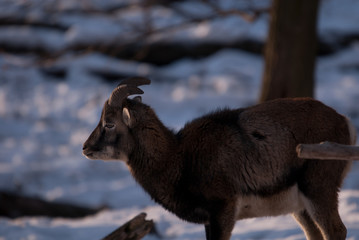 Fototapeta premium Mufflons im Winter