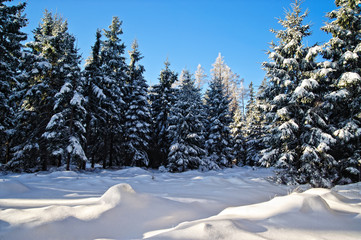Winter Forest in Upper Austria with blue Sky