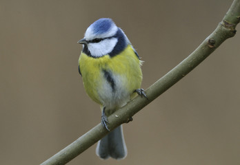 Blut tit on a branch