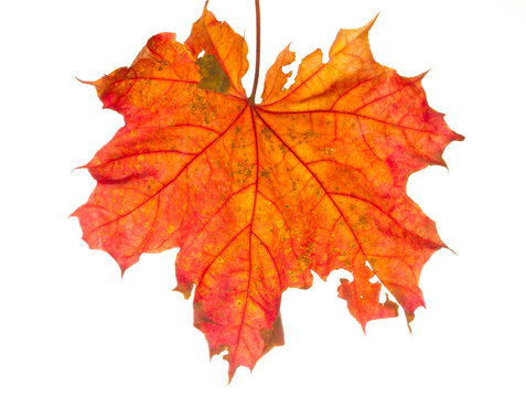 autumn leaf isolated