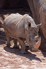 Obraz premium Rhino (Bioparc, Valencia, Spain)