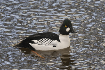 Goldeneye on water