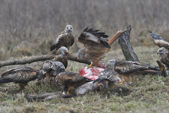 Red kites gathered on carrion